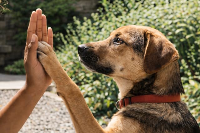 Professional dog training services at home in Bangalore - Obedience and behavior training