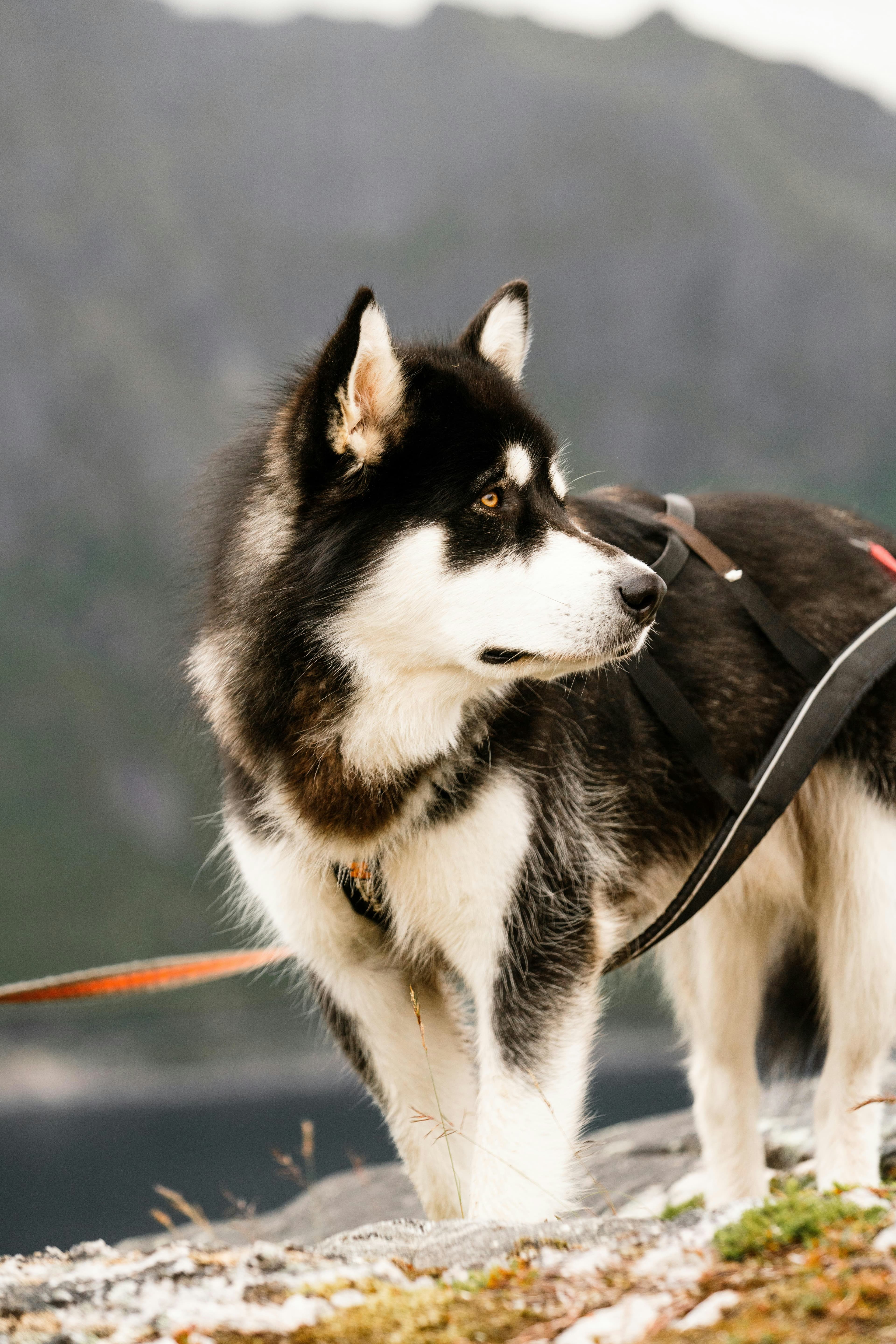 Alaskan Malamute dog