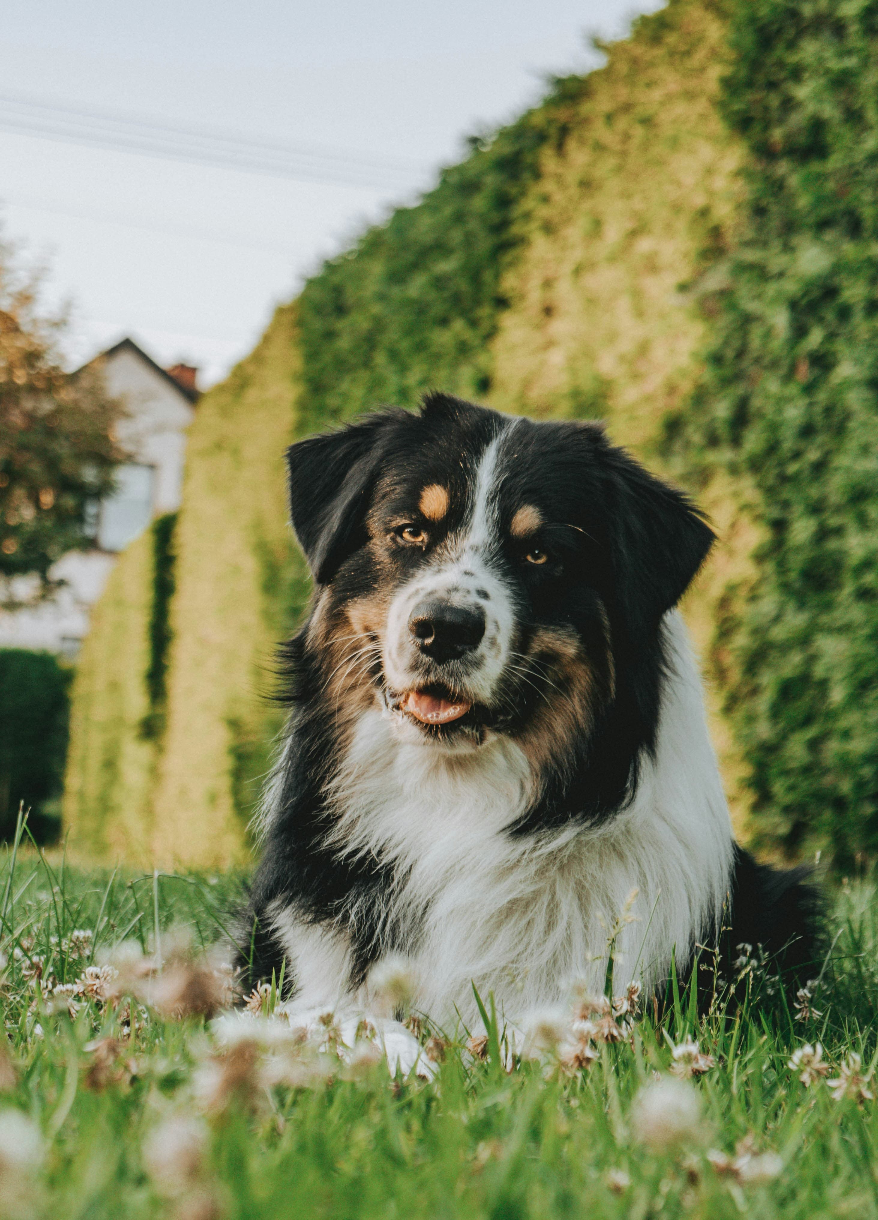 Australian Shepherd - Intelligent herding dog