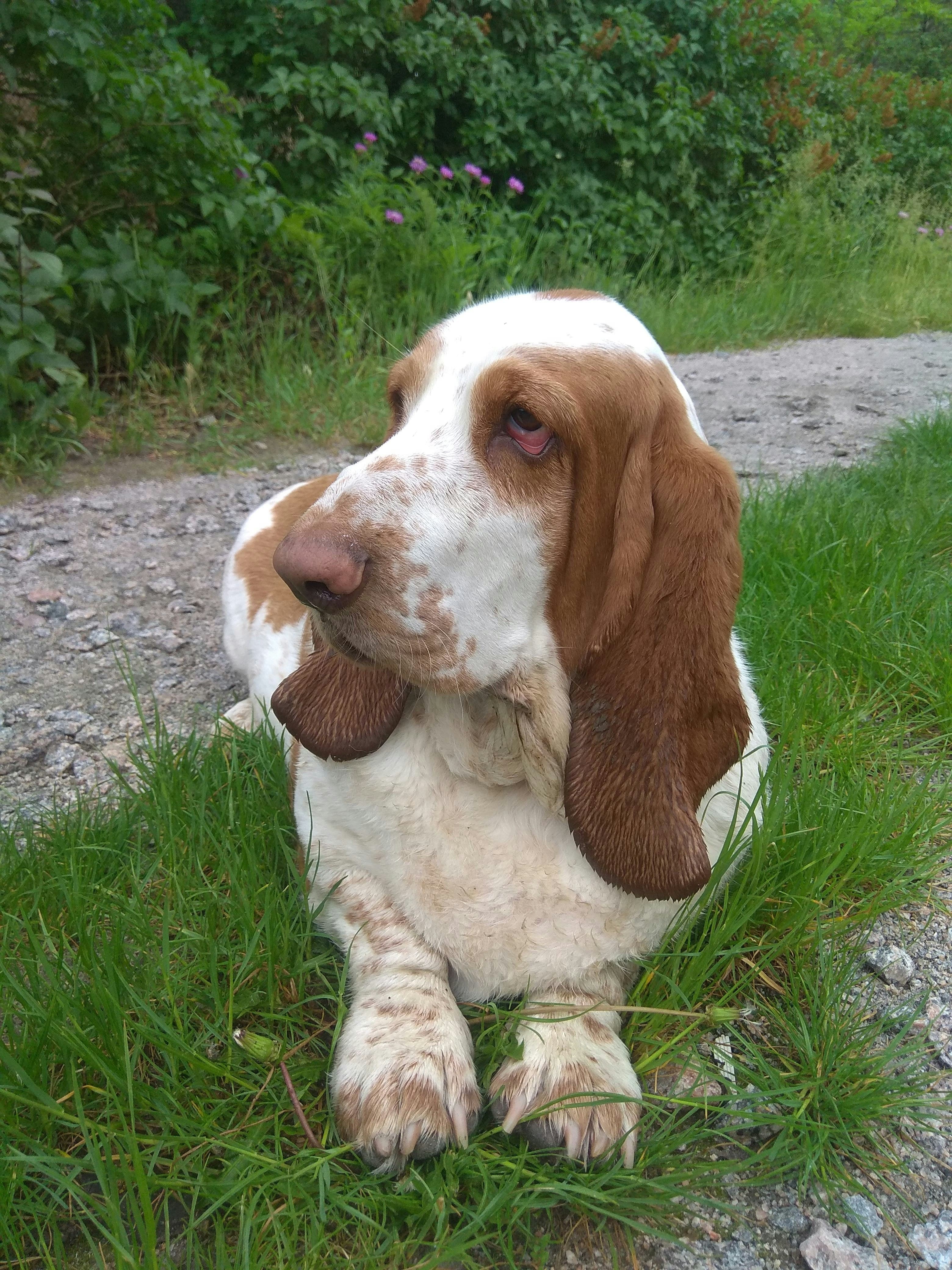Basset Hound - Calm and affectionate scent hound