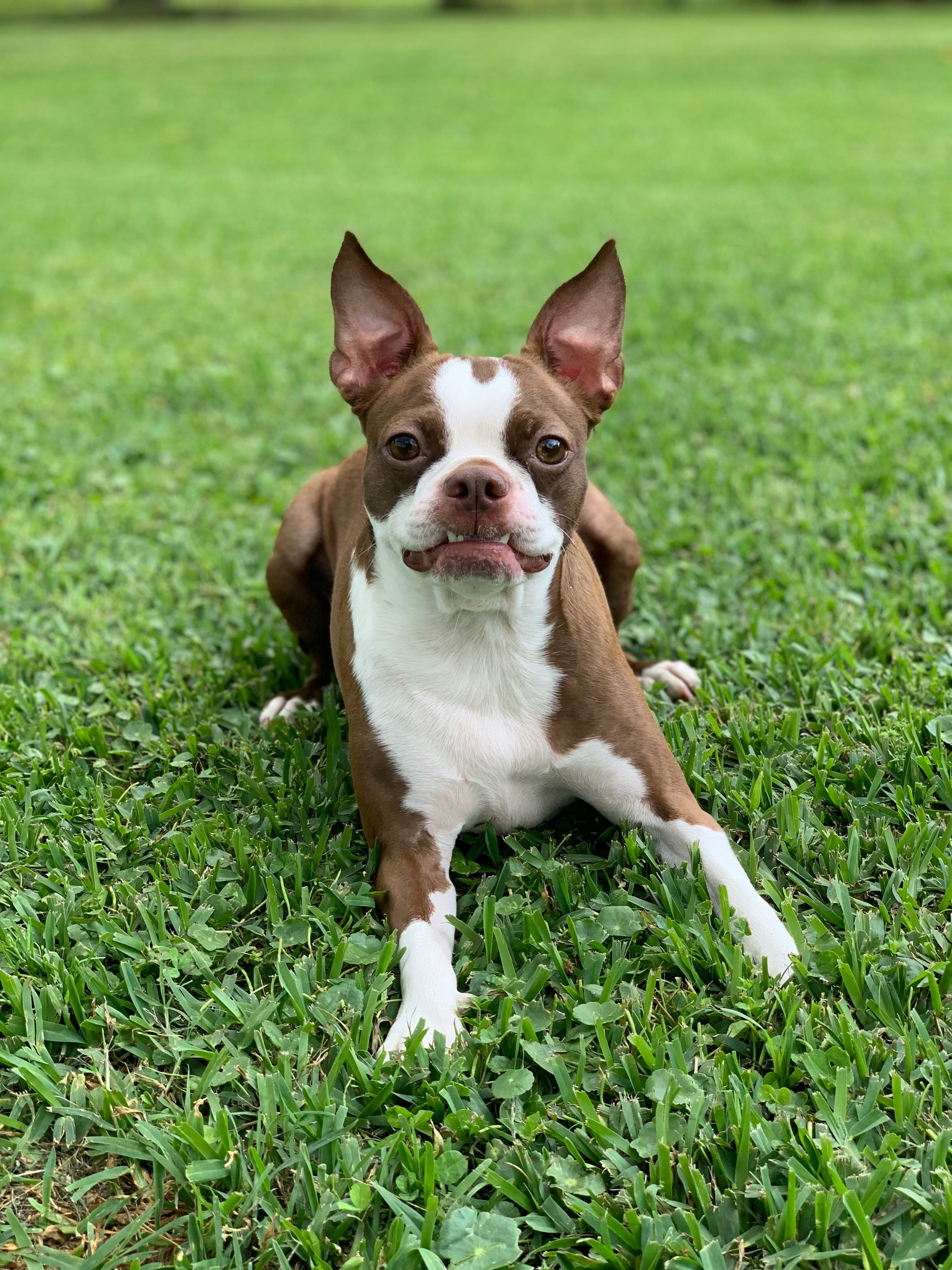 Boston Terrier dog