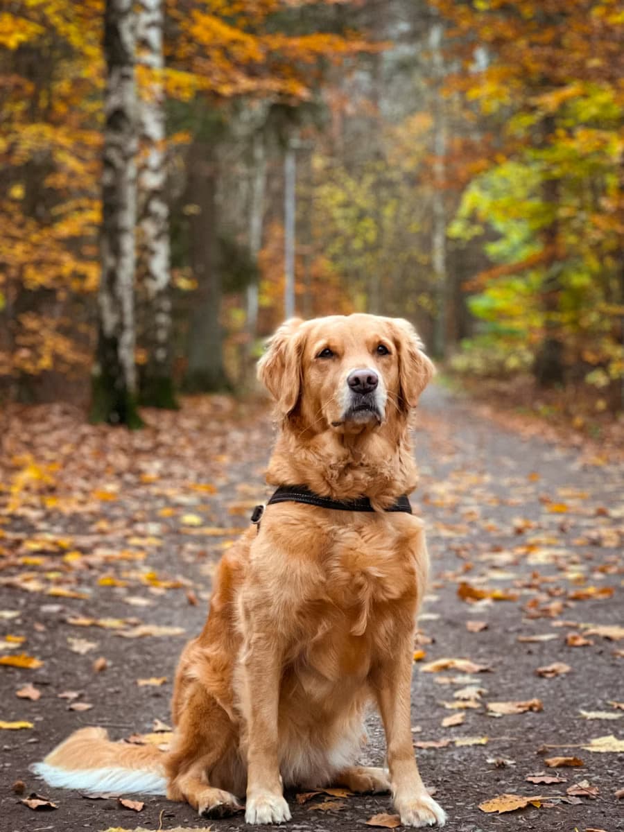 Golden Retriever - Gentle and affectionate family dog