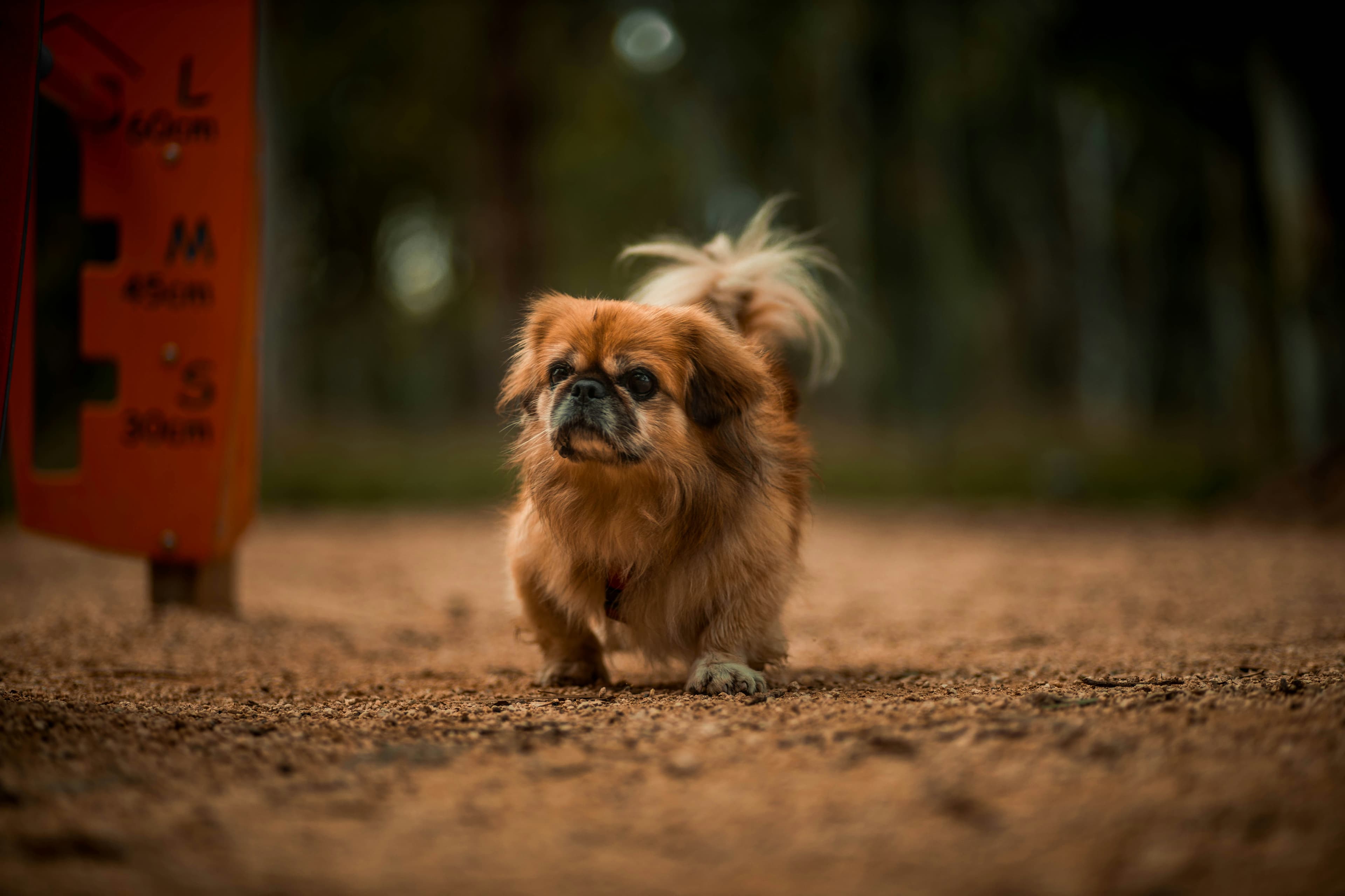 Pekingese dog