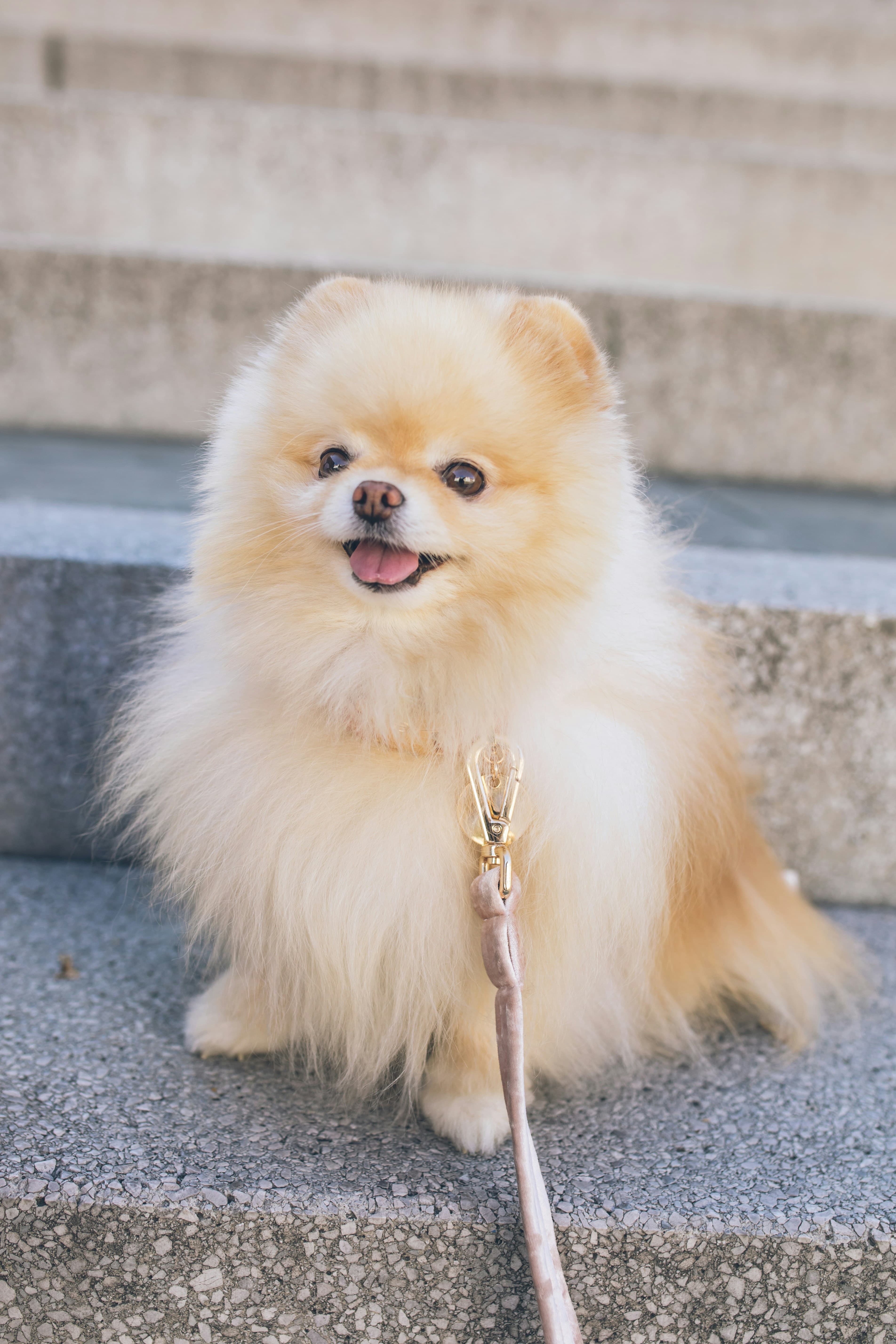 Pomeranian - Fluffy toy companion dog