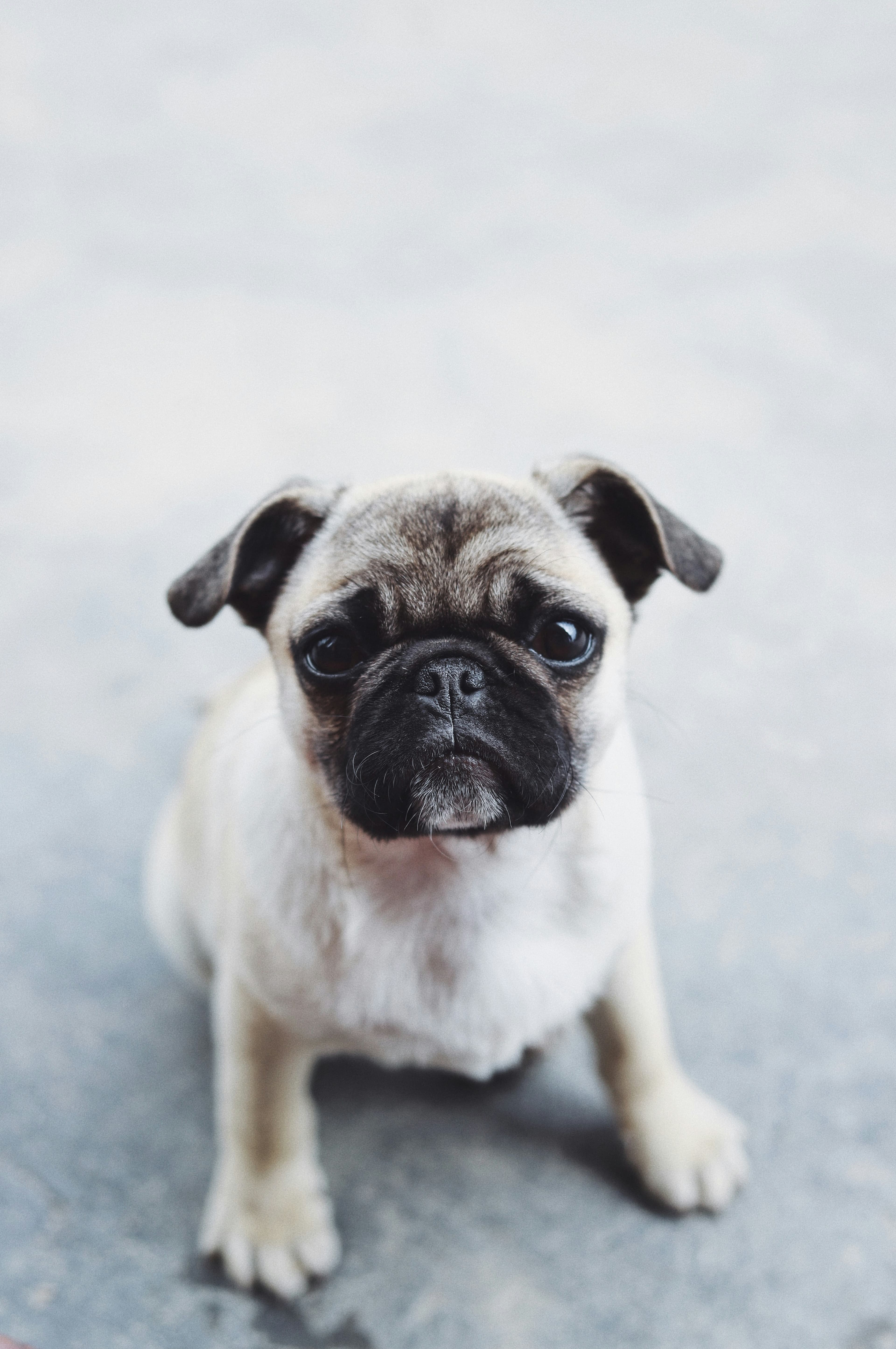 Pug - Affectionate and playful companion dog
