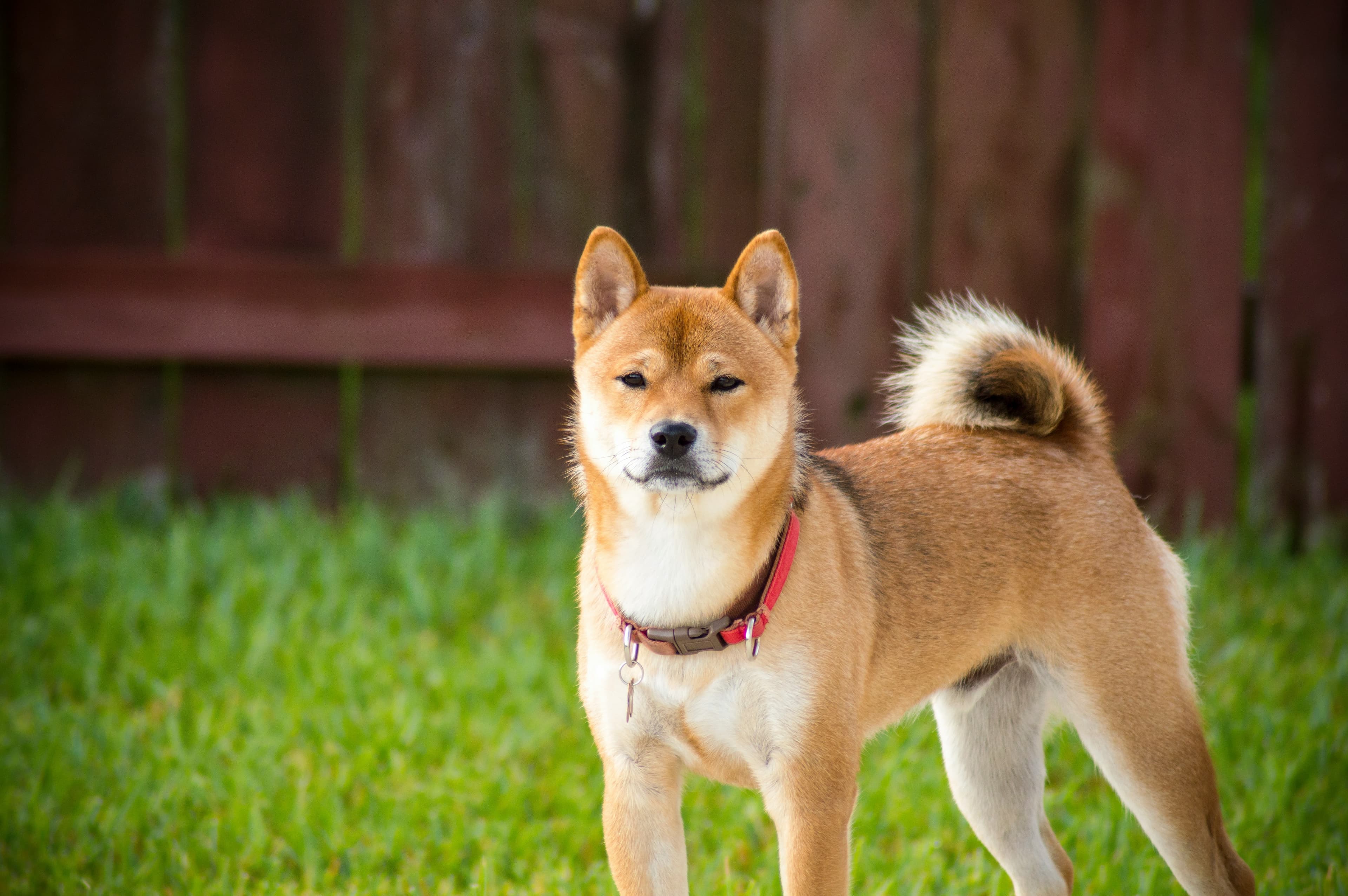 Shiba Inu - Fox-like spitz companion