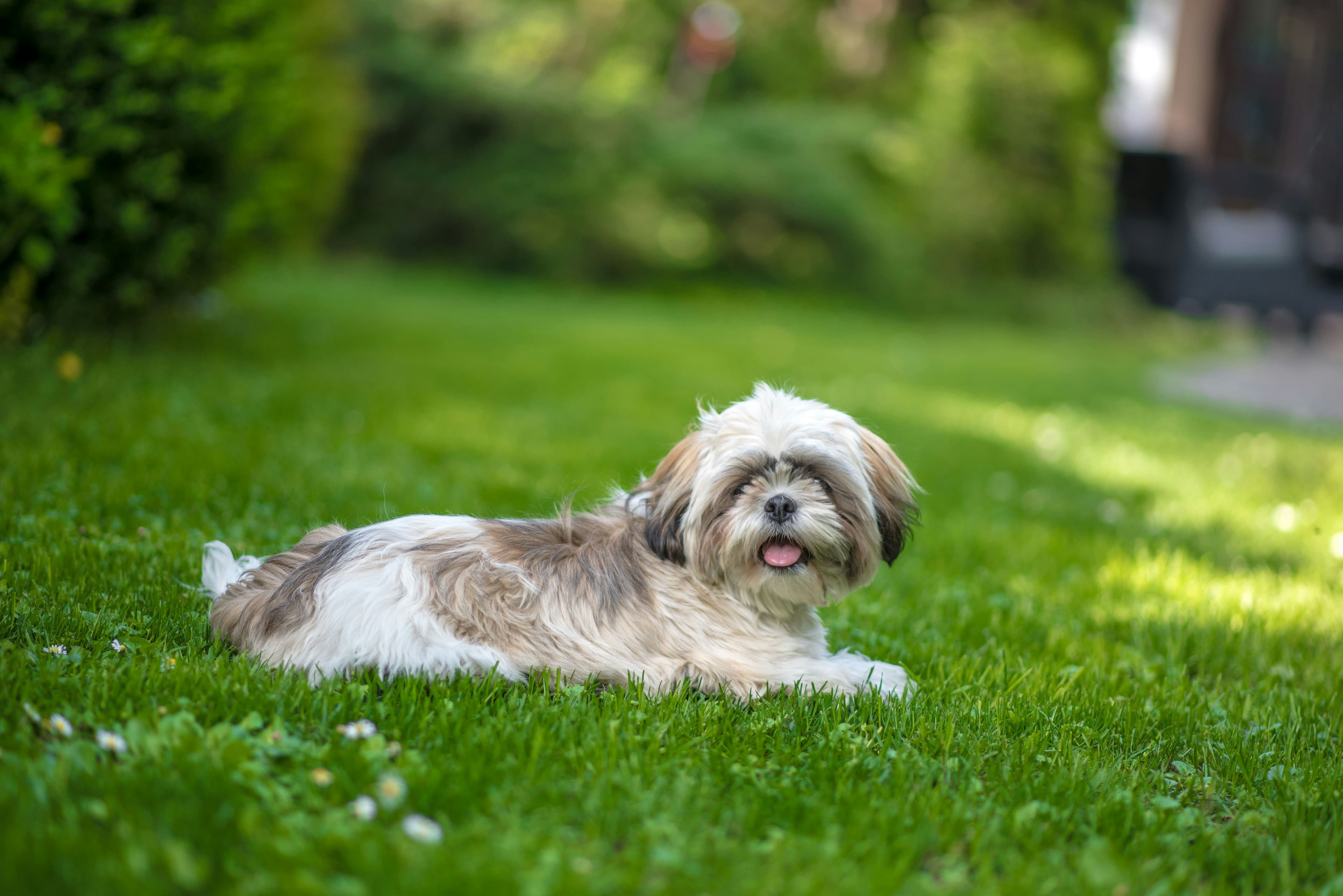 Shih Tzu - Affectionate companion dog