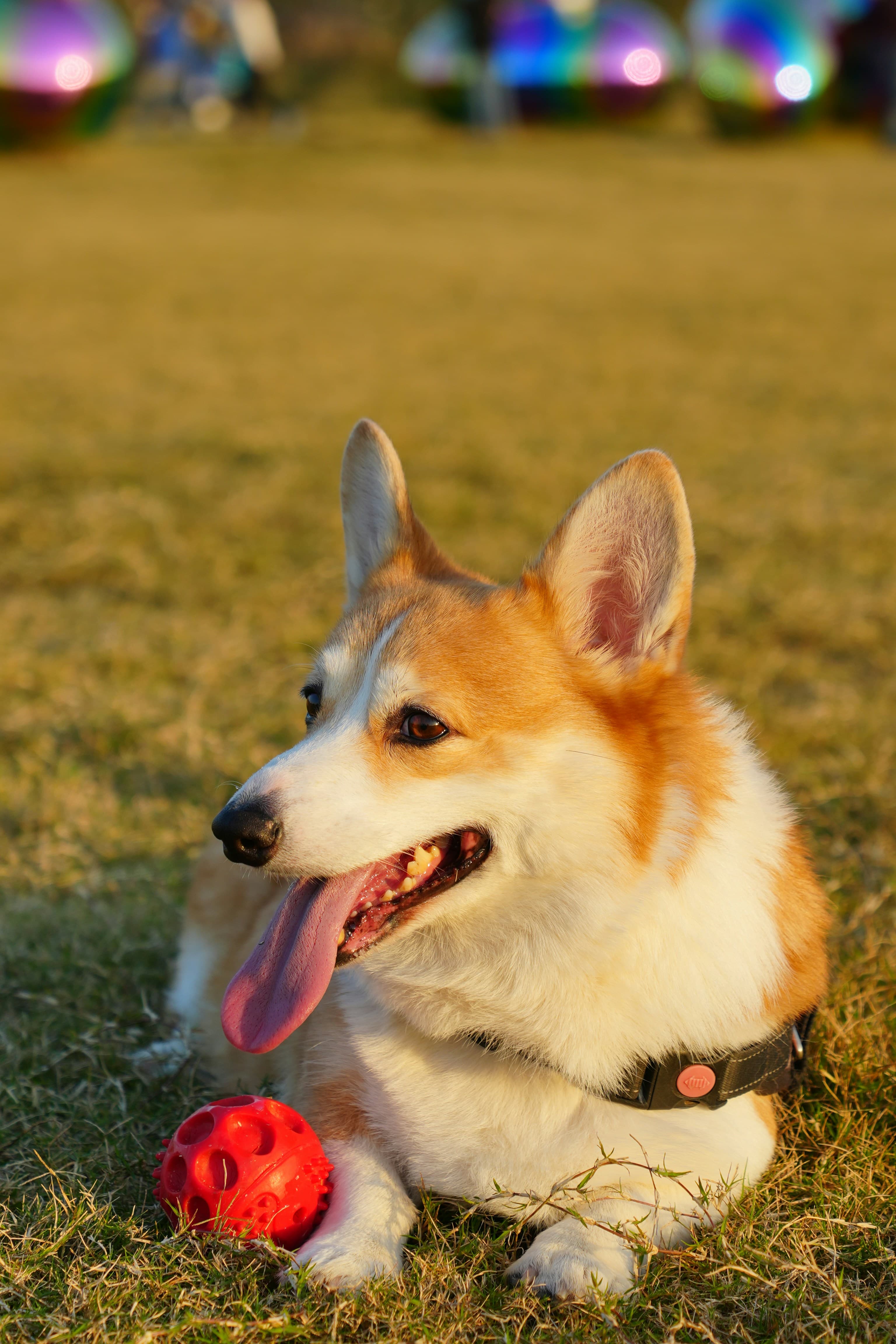 Welsh Corgi - Intelligent herding companion