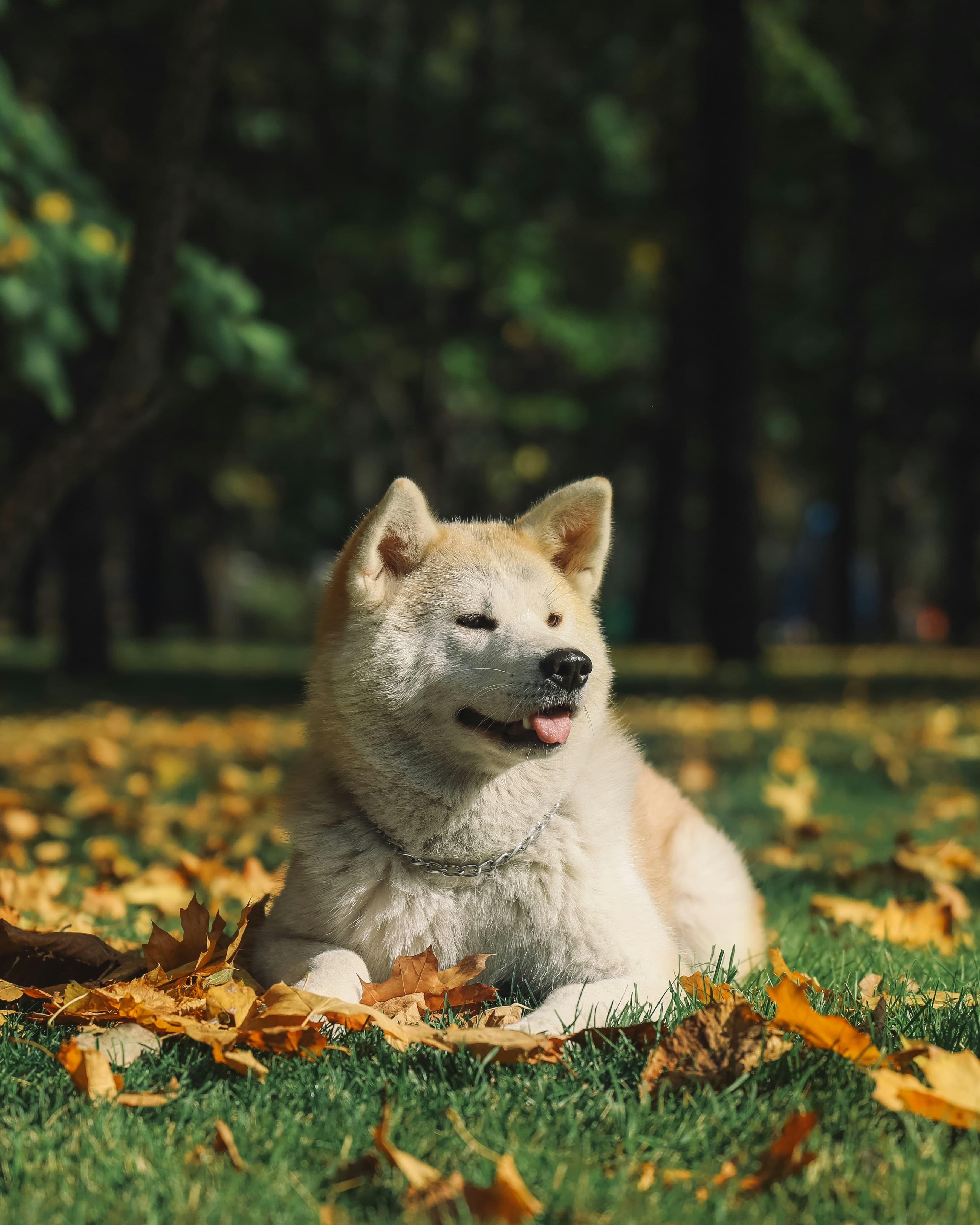 Akita dog