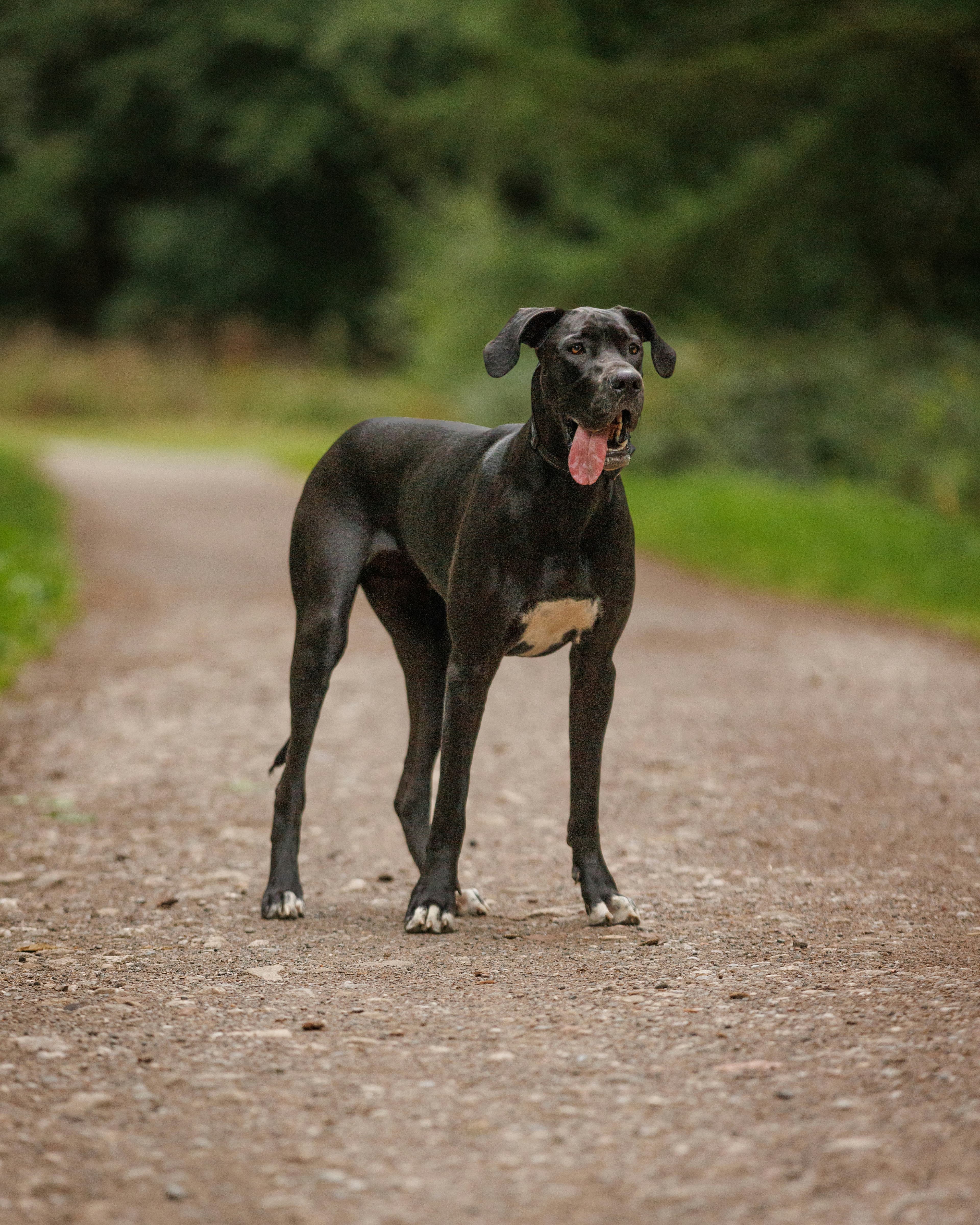 Great Dane dog
