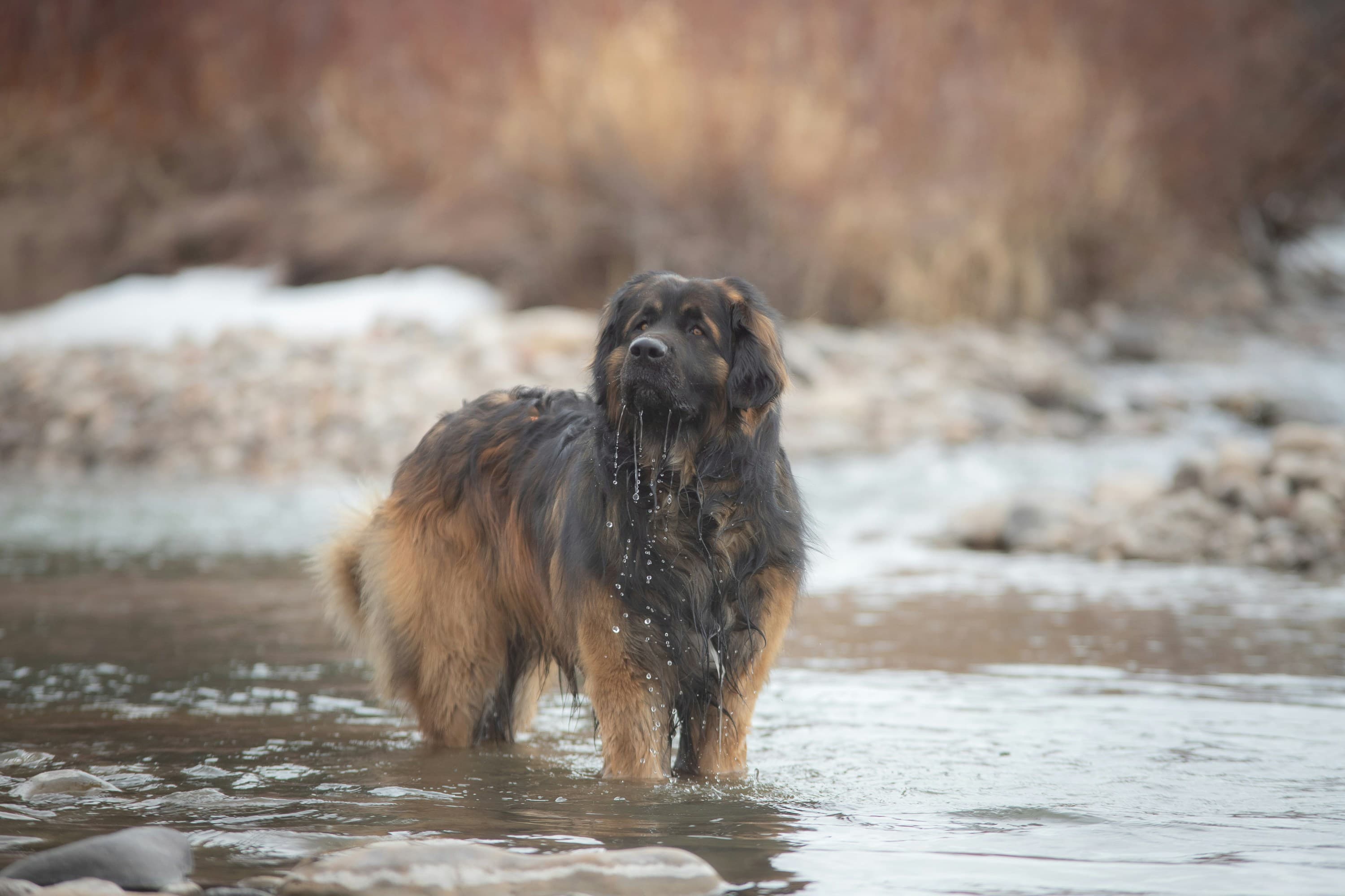 Leonberger dog