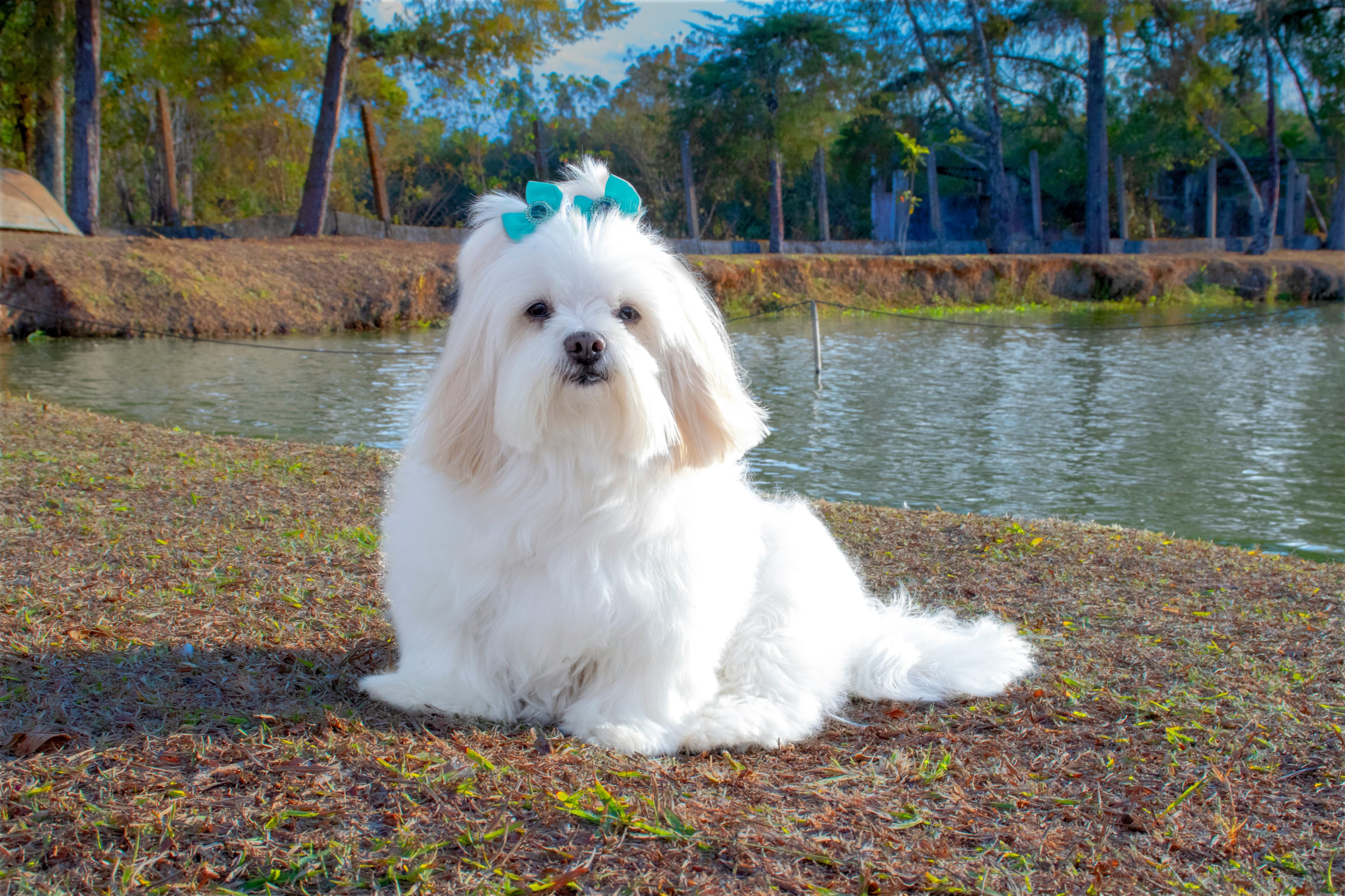 Lhasa Apso - Alert and independent companion dog