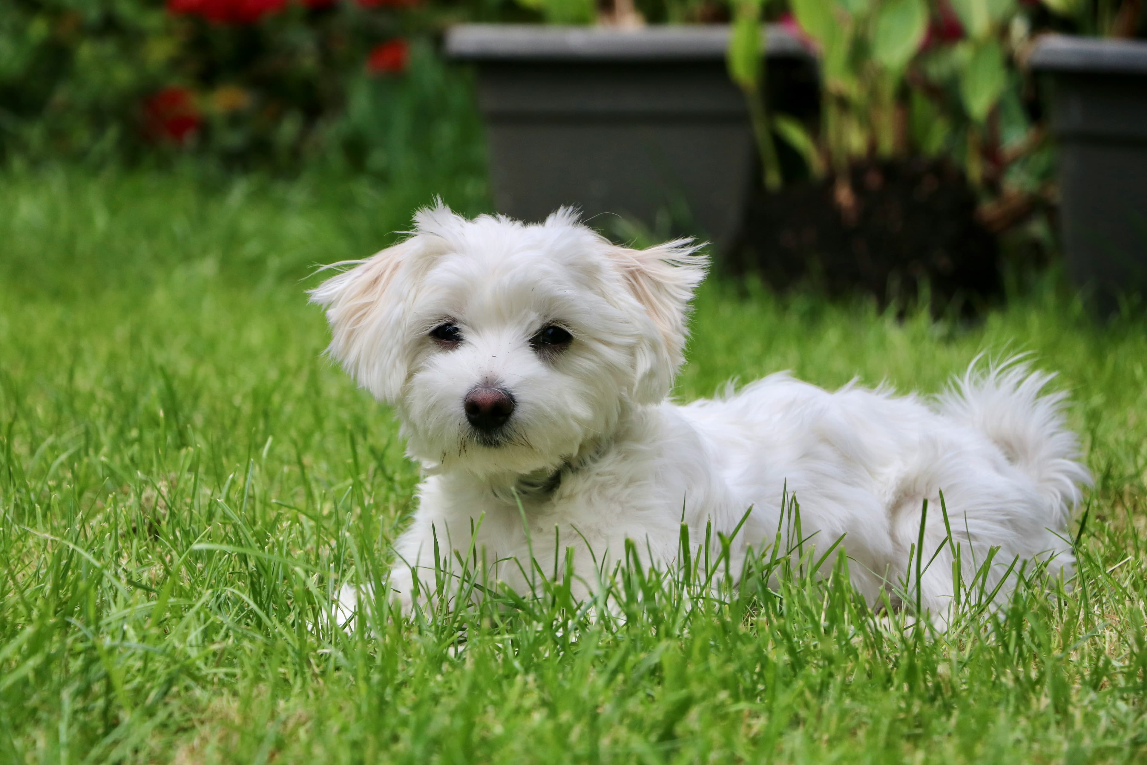 Maltese - Elegant white toy breed