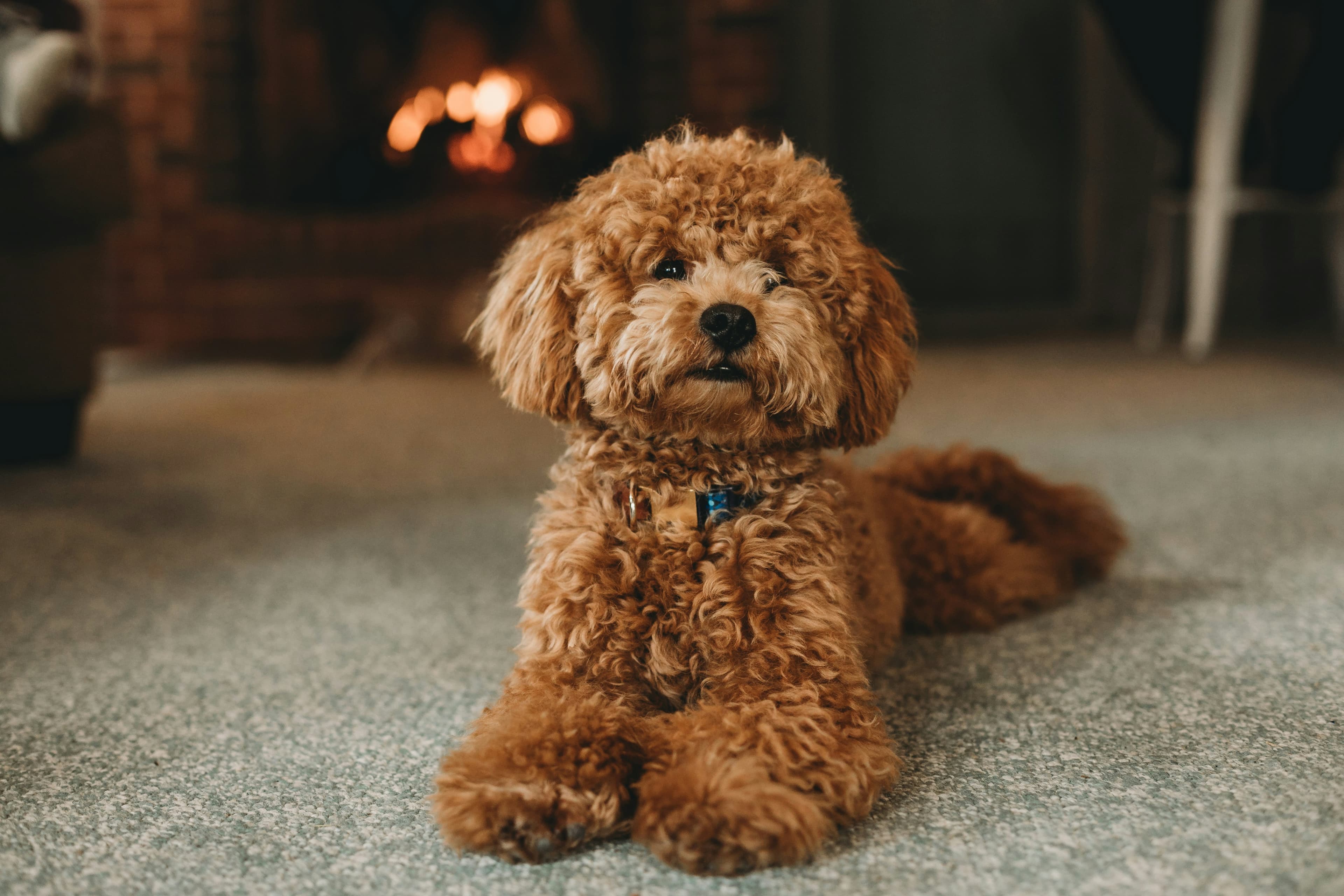 Poodle - Intelligent and elegant family dog