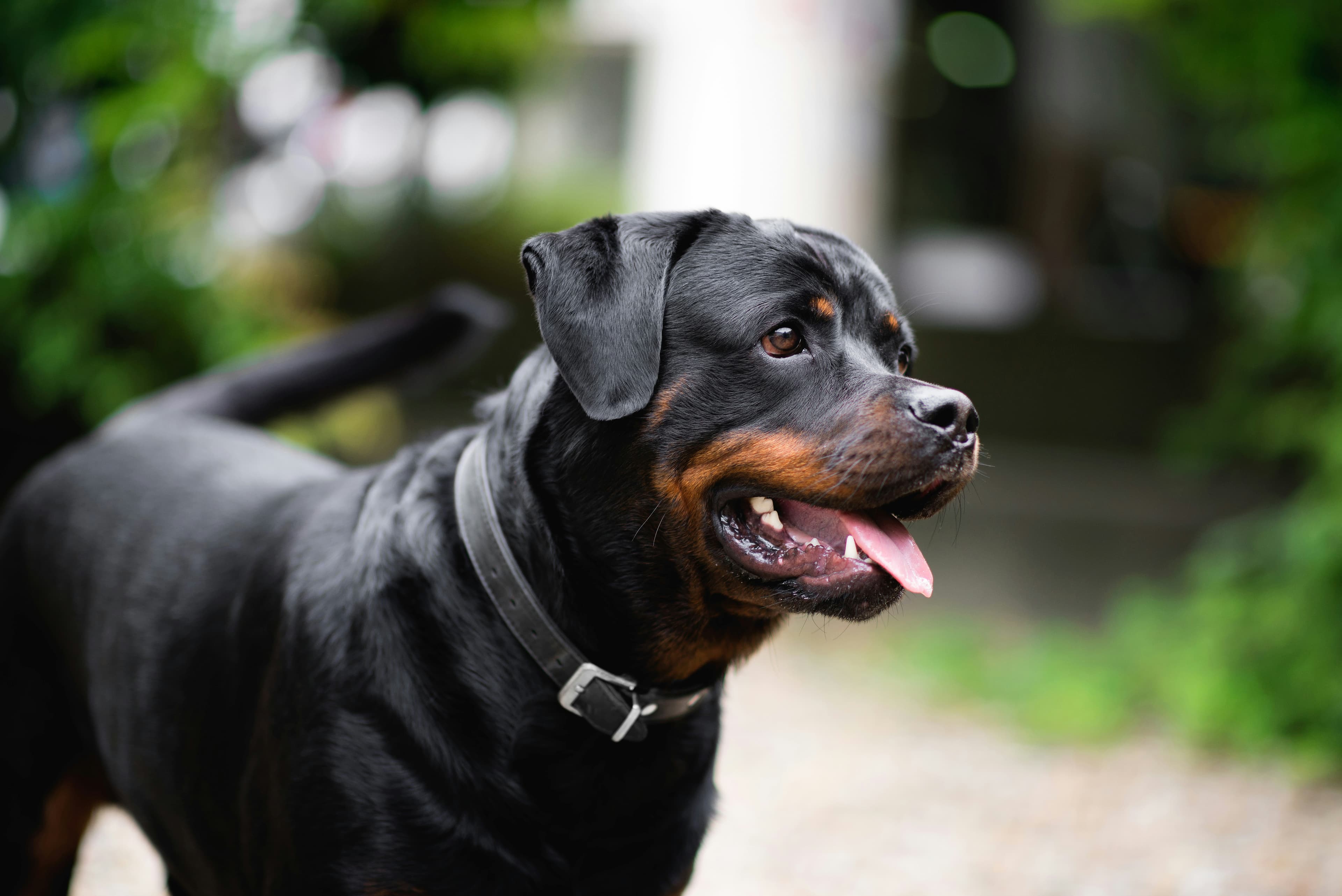 Rottweiler - Powerful and loyal guard dog