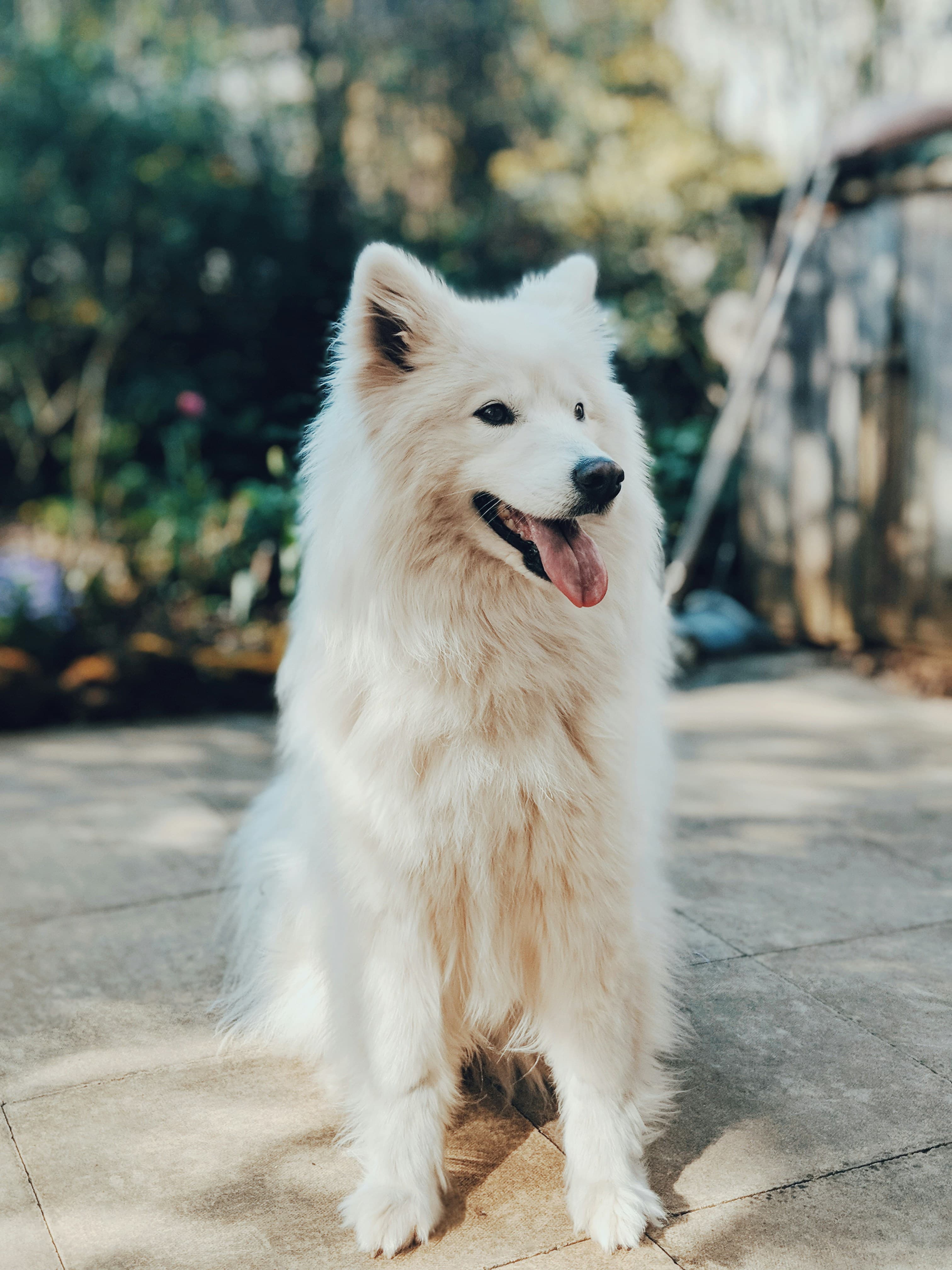 Samoyed dog