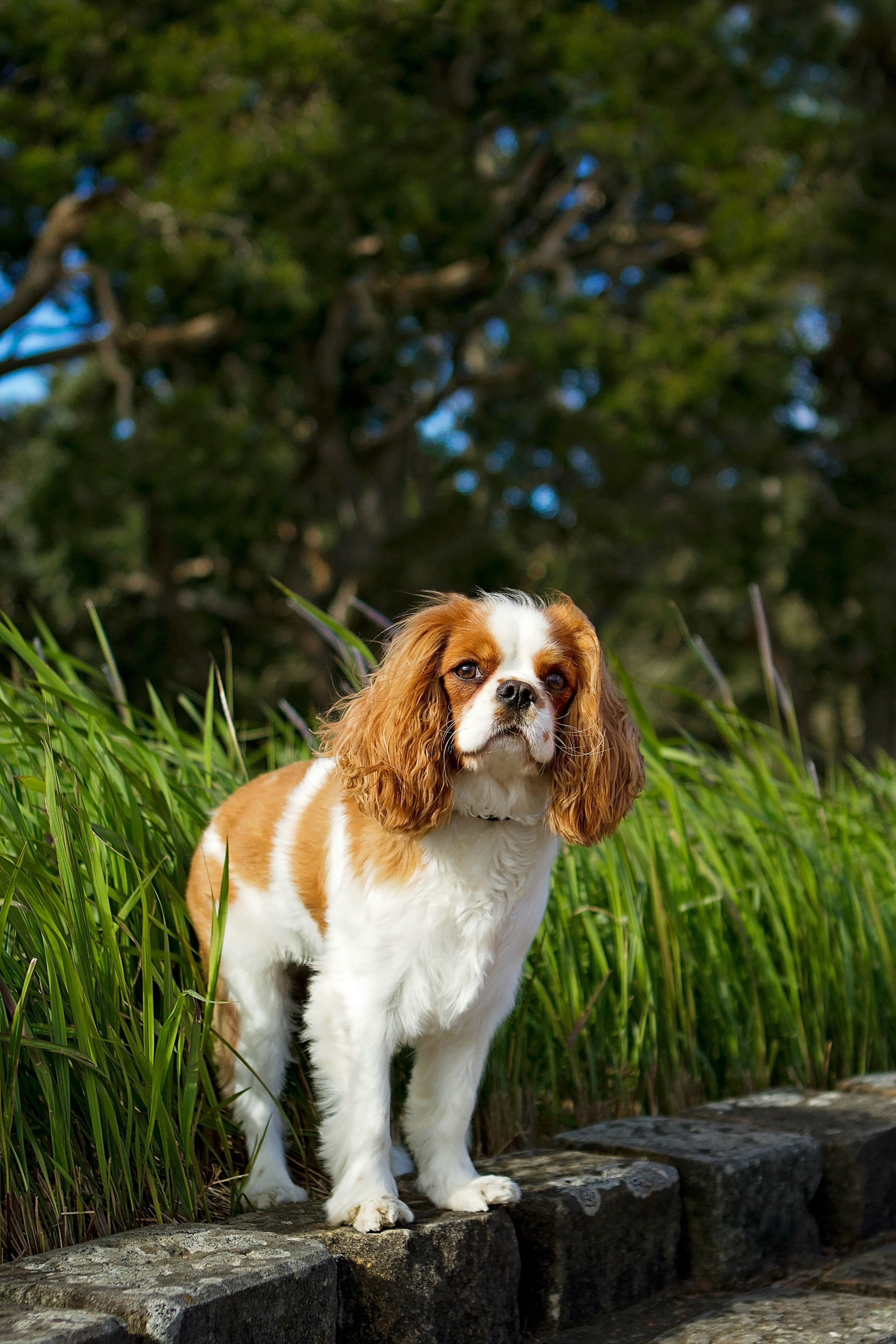 Cavalier King Charles Spaniel