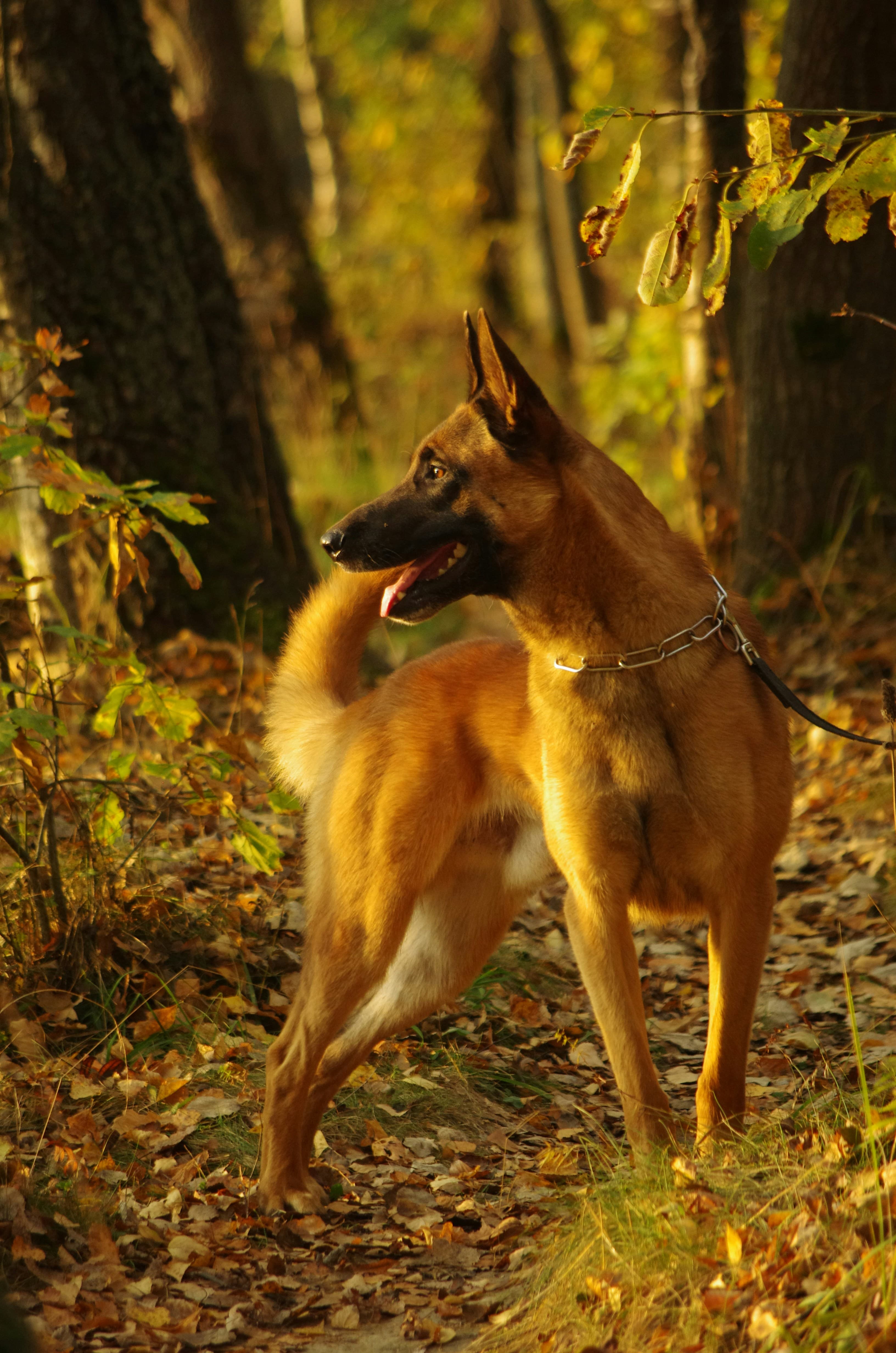 Belgian Malinois