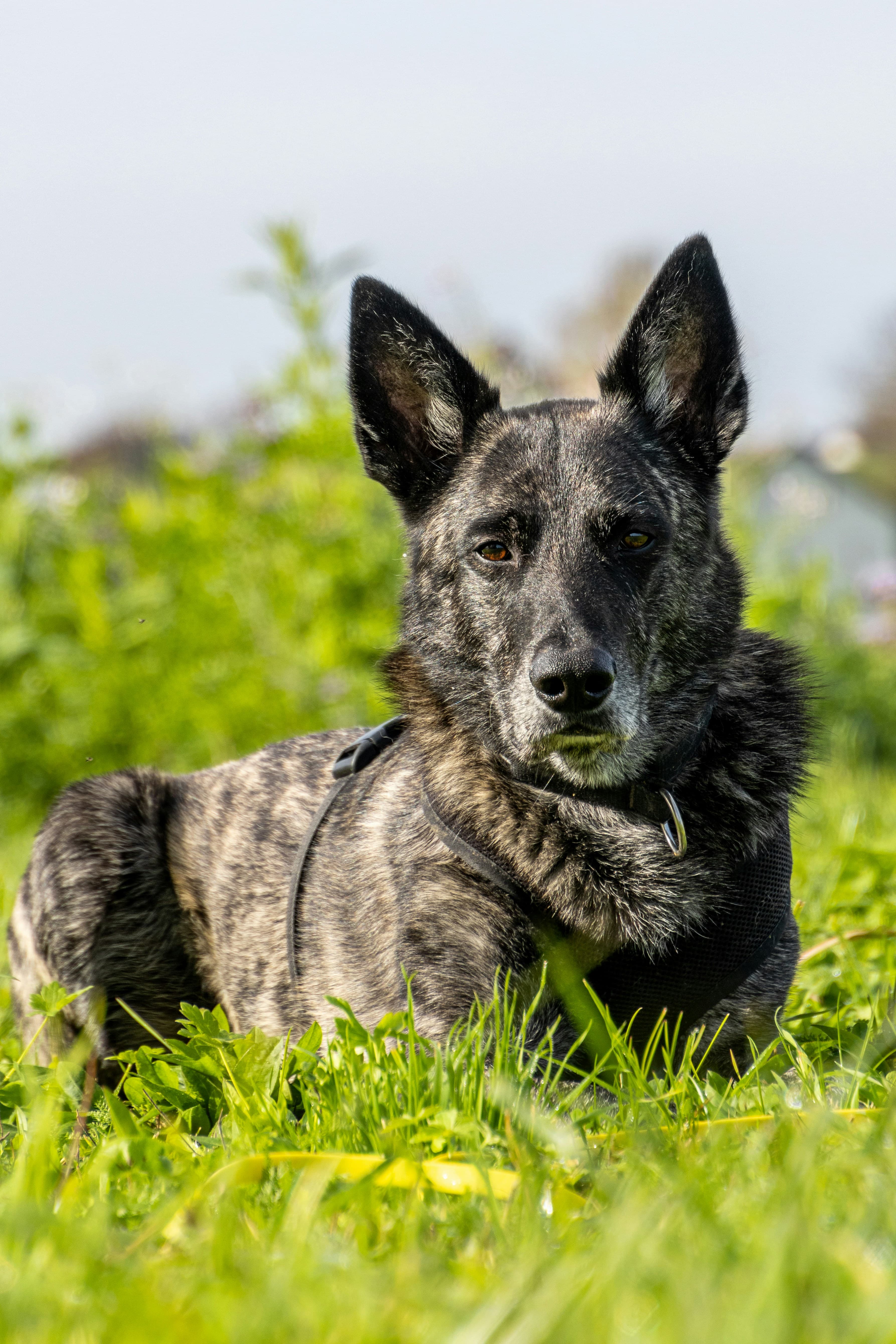 Dutch Shepherd - High drive working dog