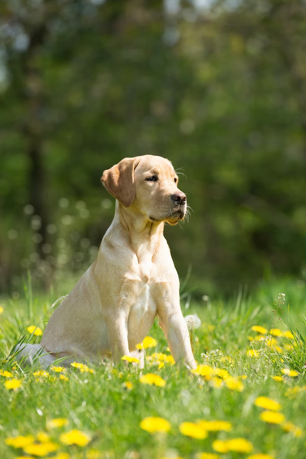 Labrador Retriever