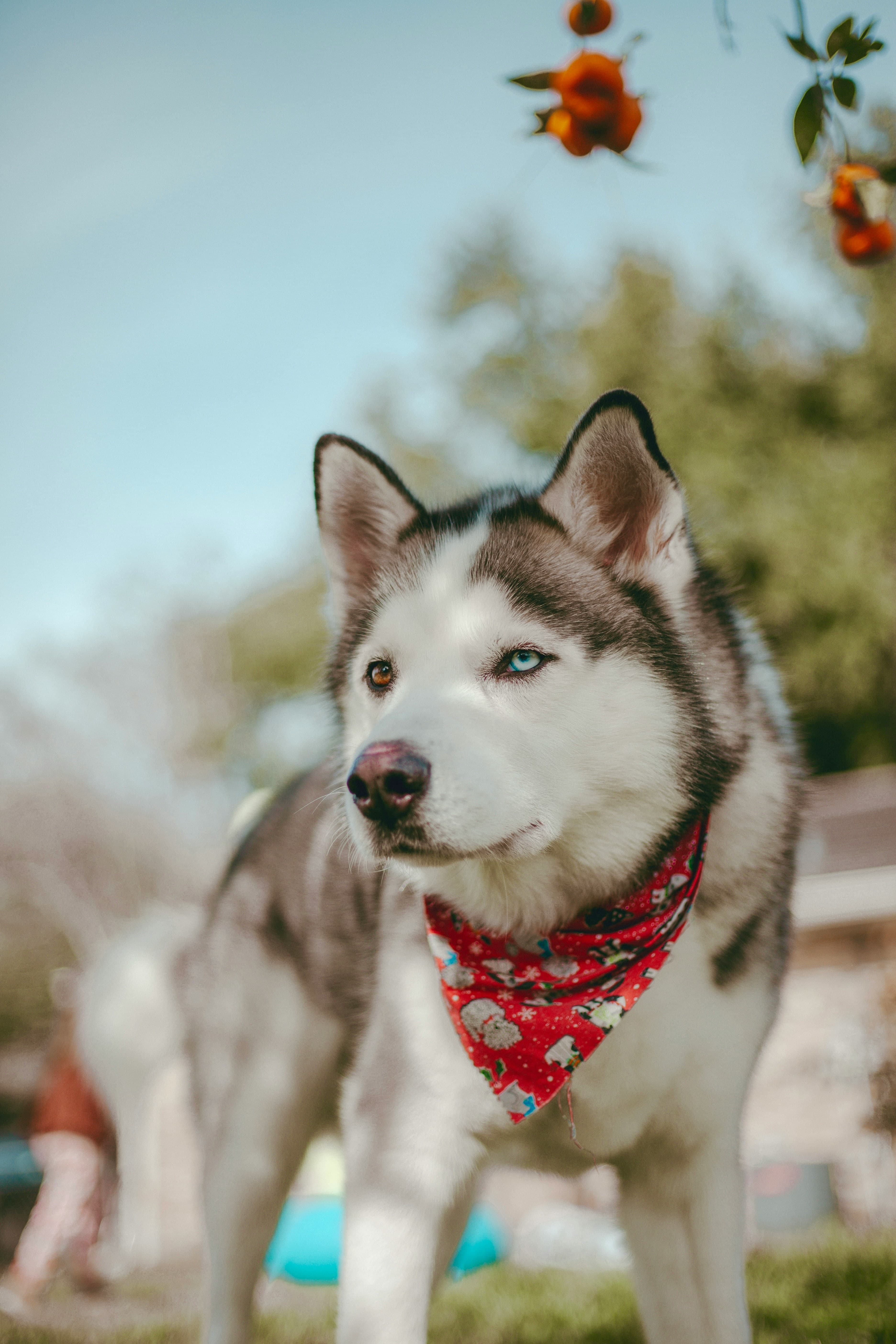 Siberian Husky